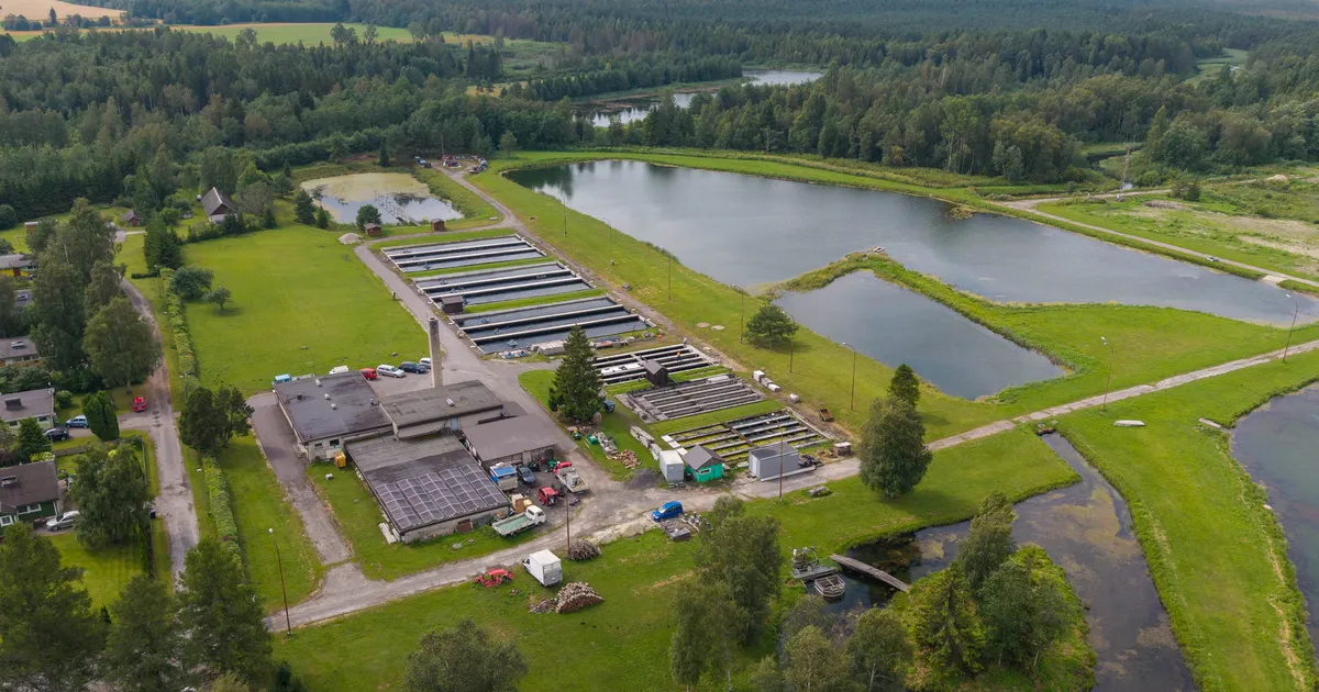 GALERII JA VIDEO ⟩ Paide lähedal tegutsev forellikasvandus on suutnud üle elada kolm rasket kriisi