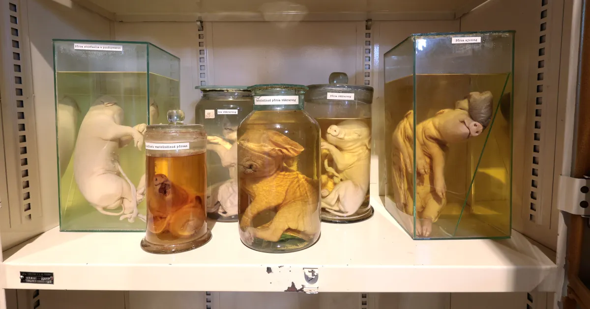 Kiire hommik: Ülenurmelt tuli üks väljakutse teise järel