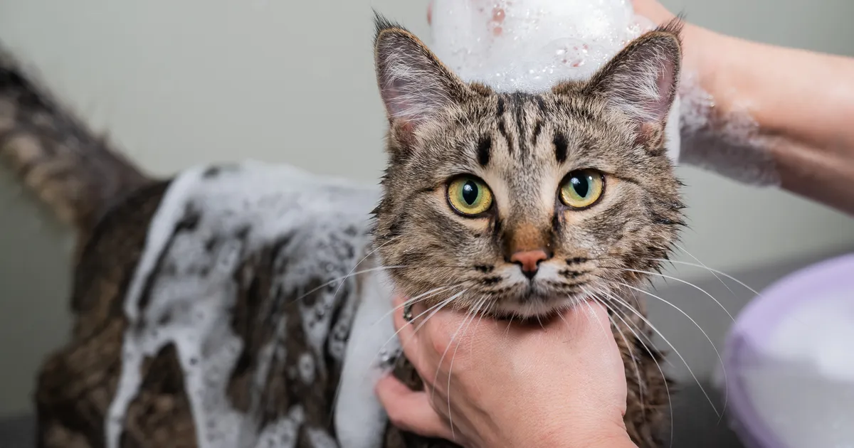 Loomaarst hoiatab sotsiaalmeedias leviva trendi eest: see on ohtlik!