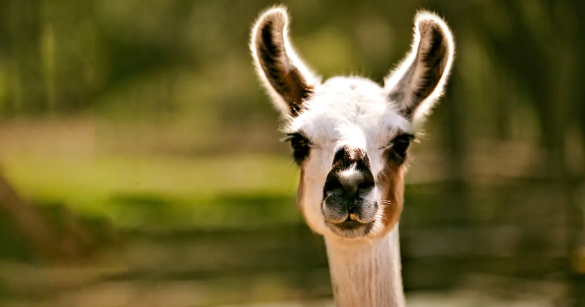 Uus lootus skisofreeniahaigetele: molekul laama immuunsüsteemist