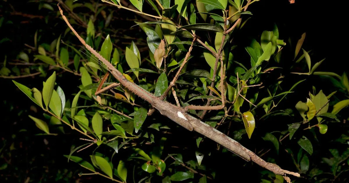 Austraaliast leiti pea poole meetri pikkune senitundmatu putukas