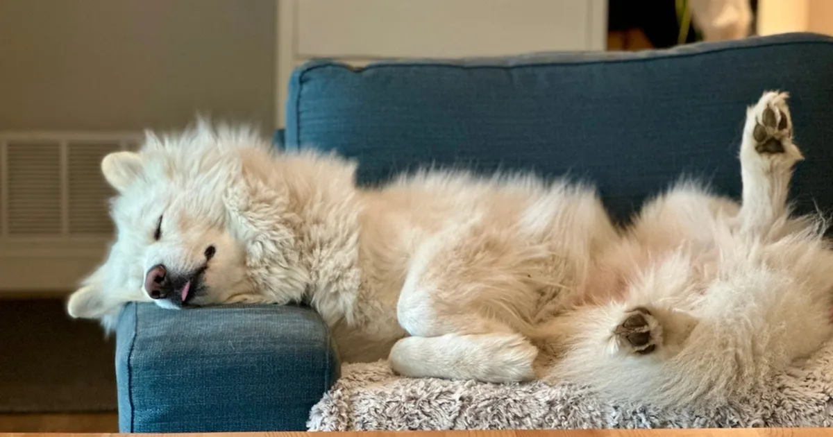 VIDEO ⟩ Armas viis, kuidas naine oma kurti koera äratab, pani interneti heldima