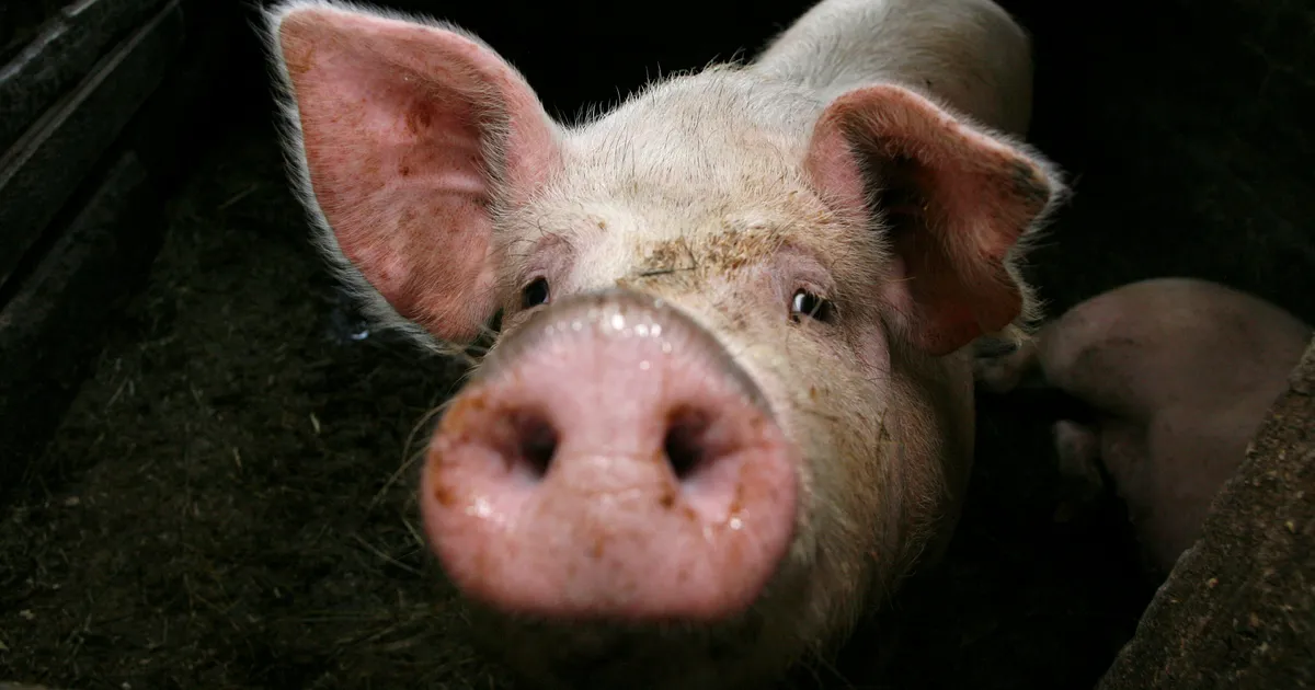 LUGEJA KÜSIB ⟩ Miks ei saa hukule määratud farmisigadest konservi teha?