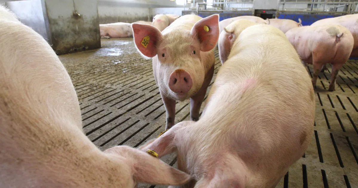 KADRI PAAS ⟩ Seafarmi meeleavalduste taga on midagi suuremat