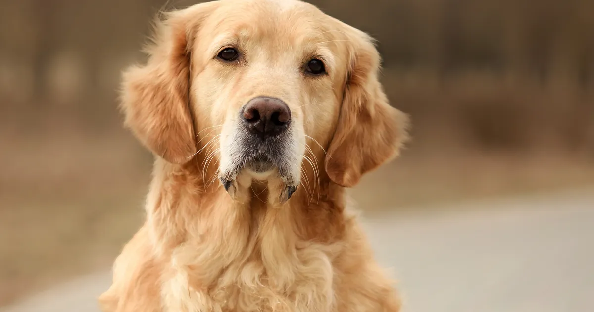 Vaata, kas sinu lemmik on nimekirjas: need koeratõud on ülekaalule kõige altimad