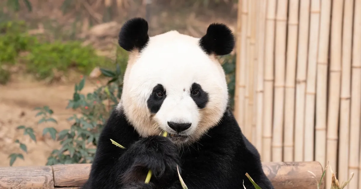 NÄRVE KÕDITAV VIDEO ⟩ Panda ründas loomaaia töötajat