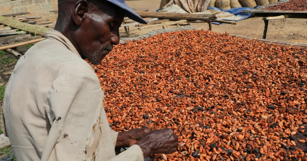 PRUUN KULD ⟩ Kakao hinnatõus ajendab Aafrika «šokolaadikartelle» pruukima narkoärikate töövõtteid