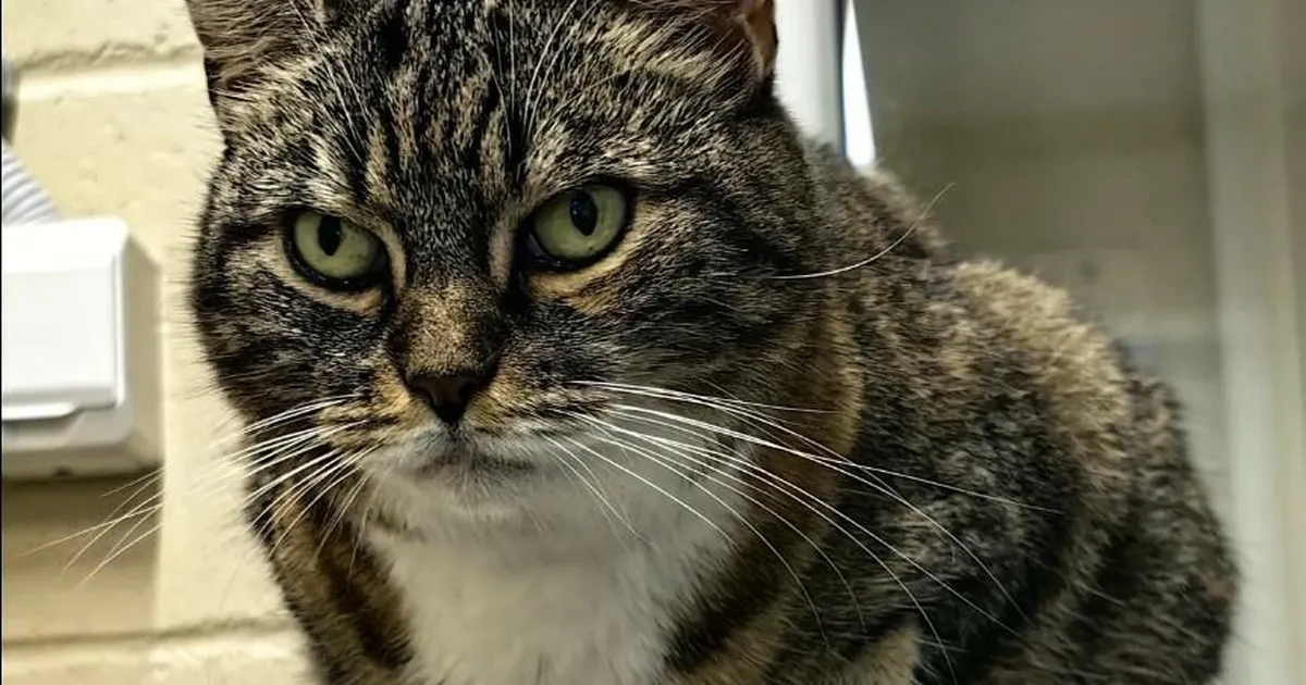 KODUOTSIJA ⟩ Juffi ihkab kodu, kus saaks olla ainus lemmik