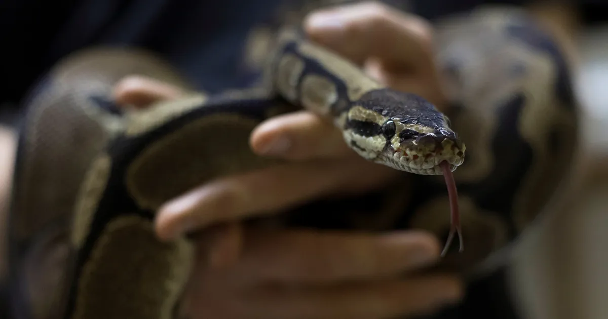 Rootsis on sel suvel leitud samast kohast juba kolm metsas ringi kondavat püütonit