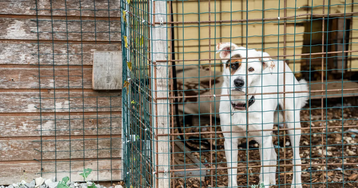Loomakaitsjad otsivad koerte varjupaiga suunas tulistanud isikut