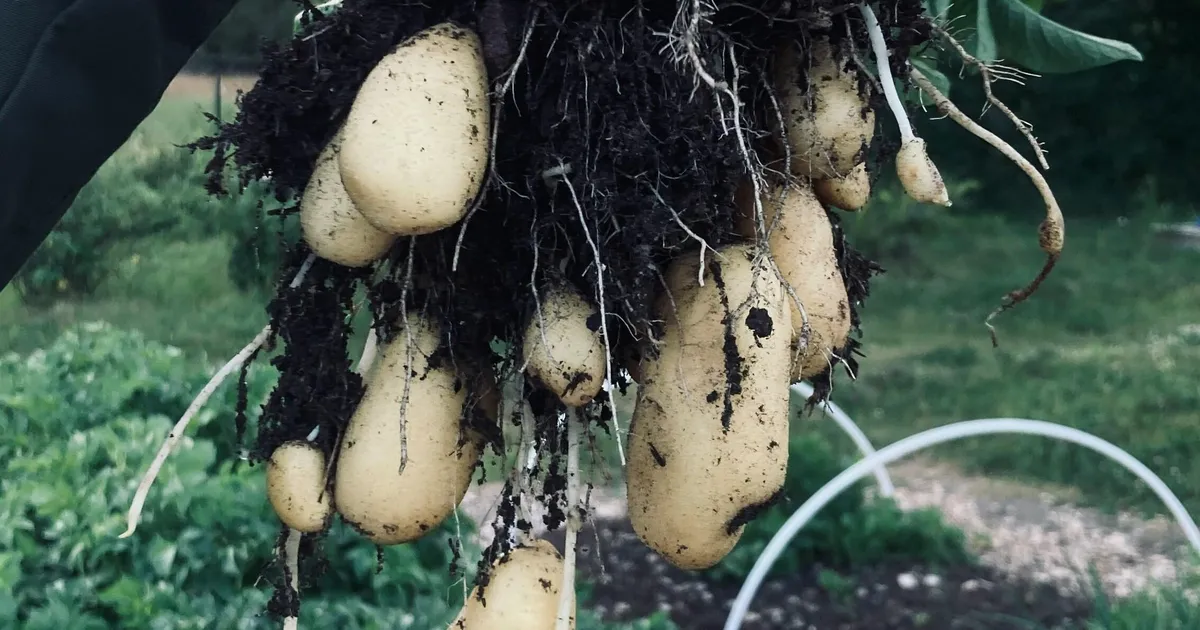 KARTULI SÜNNIPÄEV ⟩ Täna, 9 miljonit aastat tagasi tekkisid tomatitest kartulid – mis juhtus?