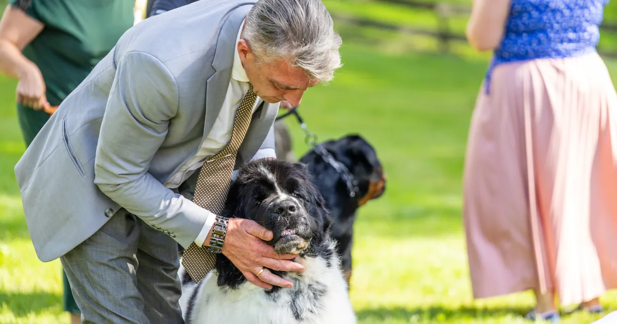 GALERII ⟩ Rahvusvaheline koertenäitus täitis Ülenurme haugatuste ja paitustega