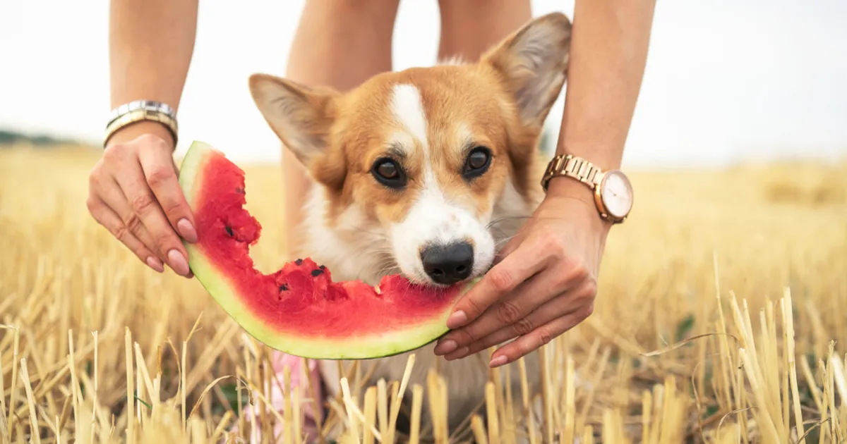 Suvised grilltoidud, mida võid julgelt koeraga jagada