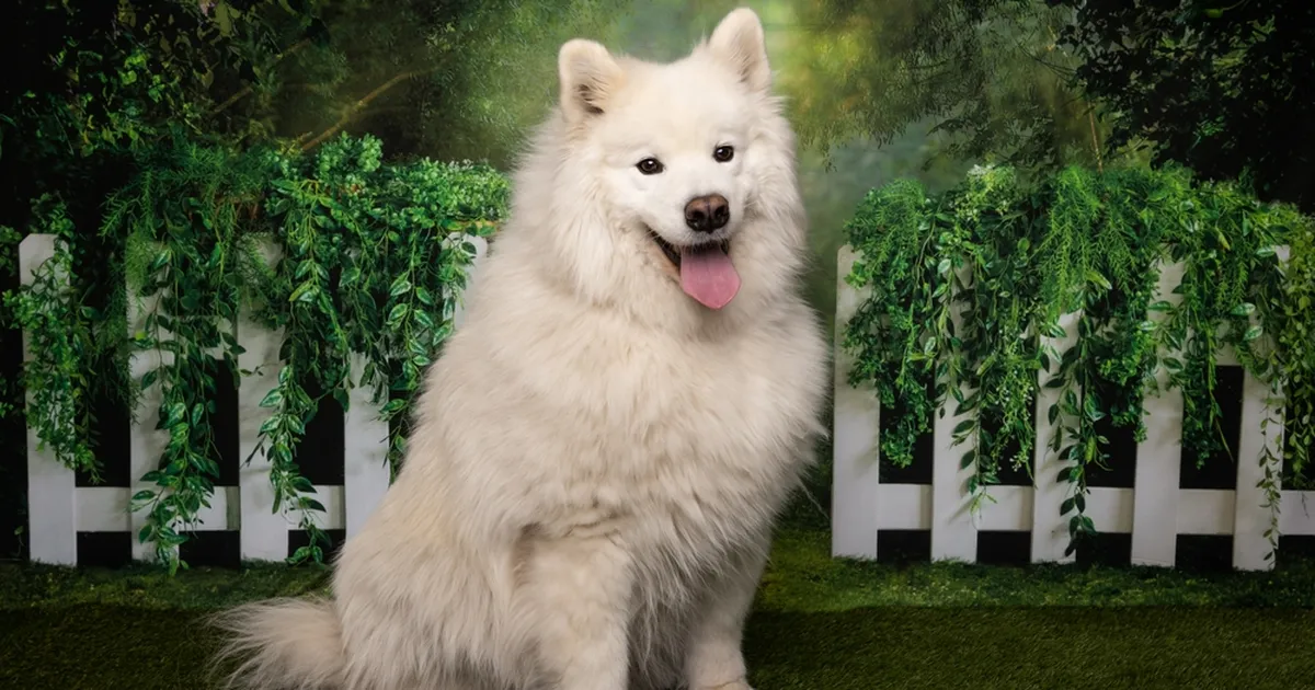 Naine kasutas oma juuksepalsamit koeral ja sai ootamatu tulemuse