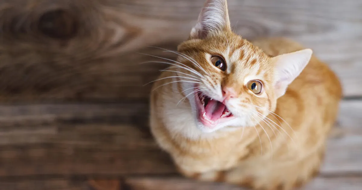 VIDEO ⟩ Kassi käitumine pärast paari lahkuminekut murrab perenaise südame