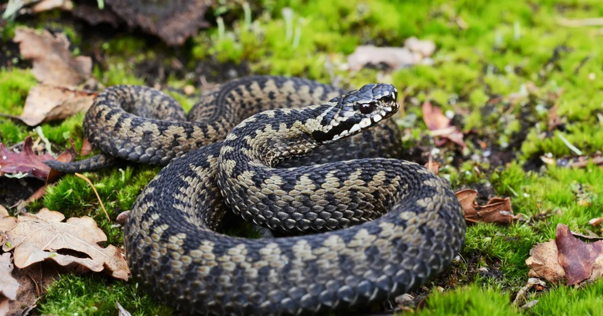 MÄRKA OHTE ⟩ Rästiku hammustus tappis koera: ta oli tohututes valudes
