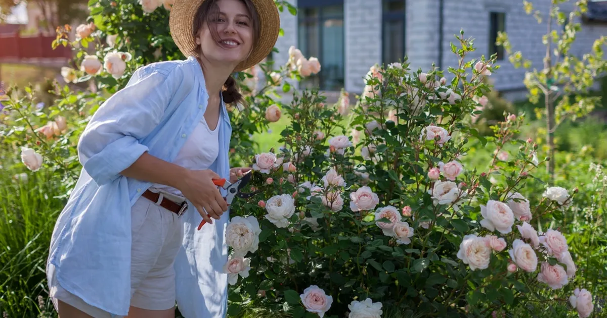 KUIDAS NII? ⟩ Üleöö kadusid kõik lillede õiepungad. Hiljem selgus ootamatu põhjus