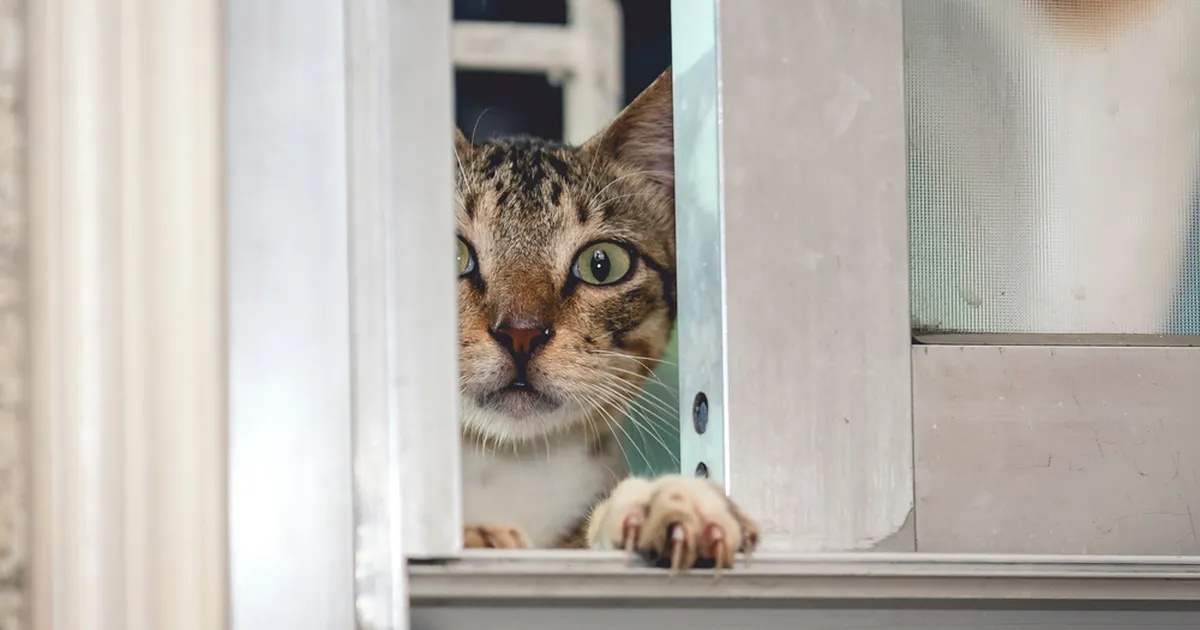 Kass kiusab naabreid eriti ebatavalisel moel