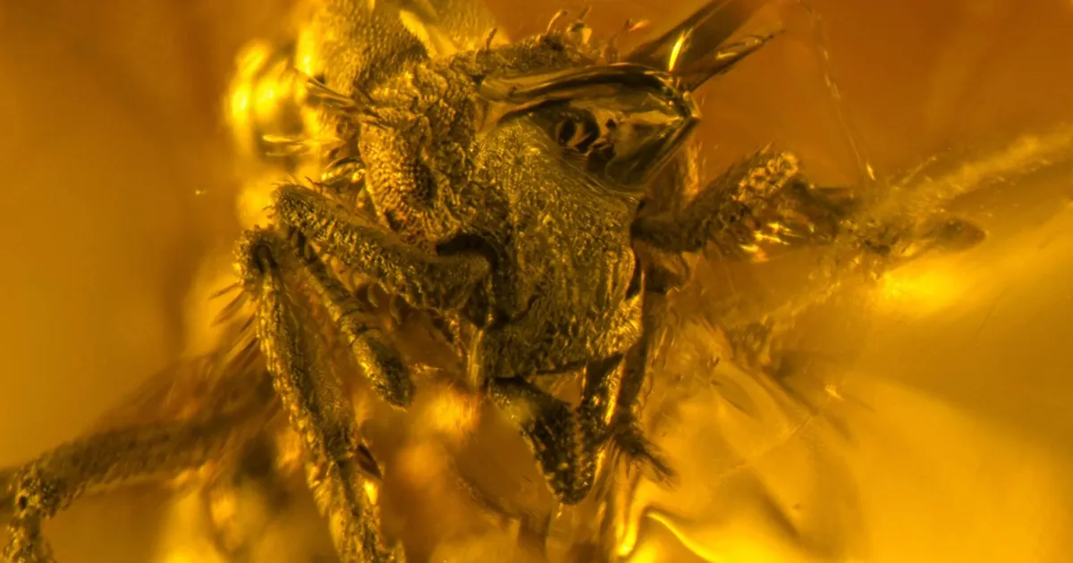 Teadlased leidsid merevaigust üllatavalt tavatu 16 miljoni aasta vanuse sipelga