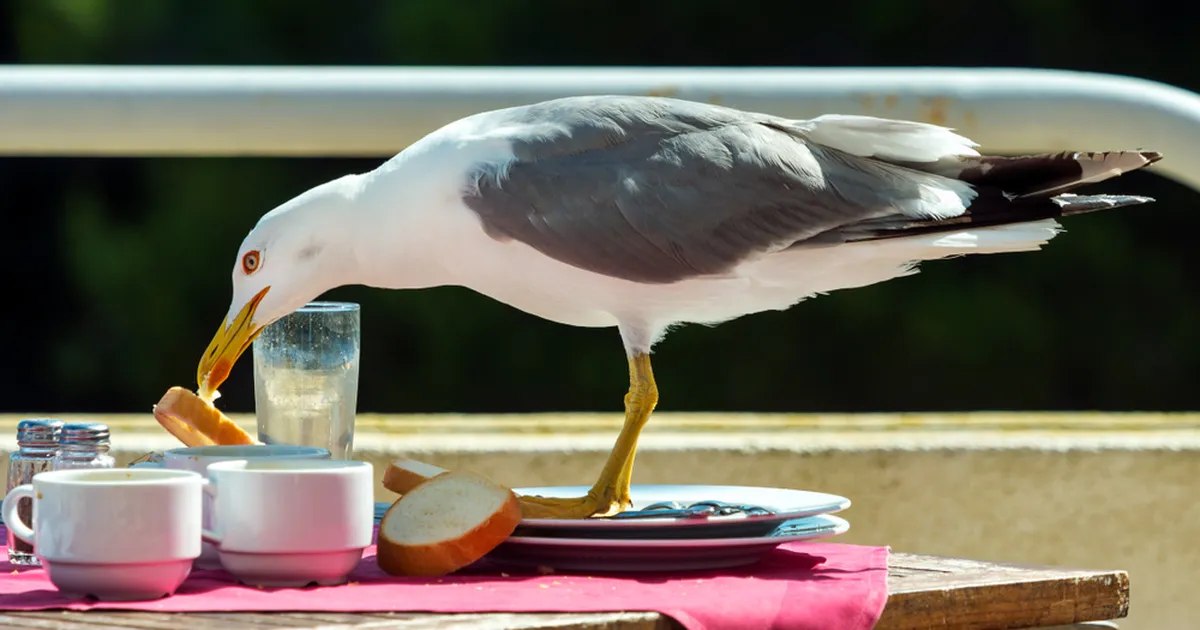 NALJAKAS VIDEO ⟩ Vaata, kuidas kajakas röövib romantiliselt õhtusöögilt 100-eurose steigi!