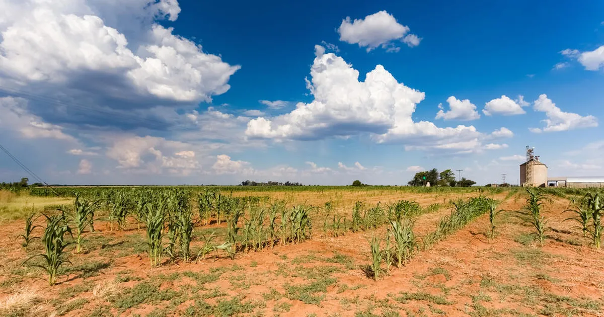 Väidetavalt söödeti Lõuna-Aafrikas naised sigadele