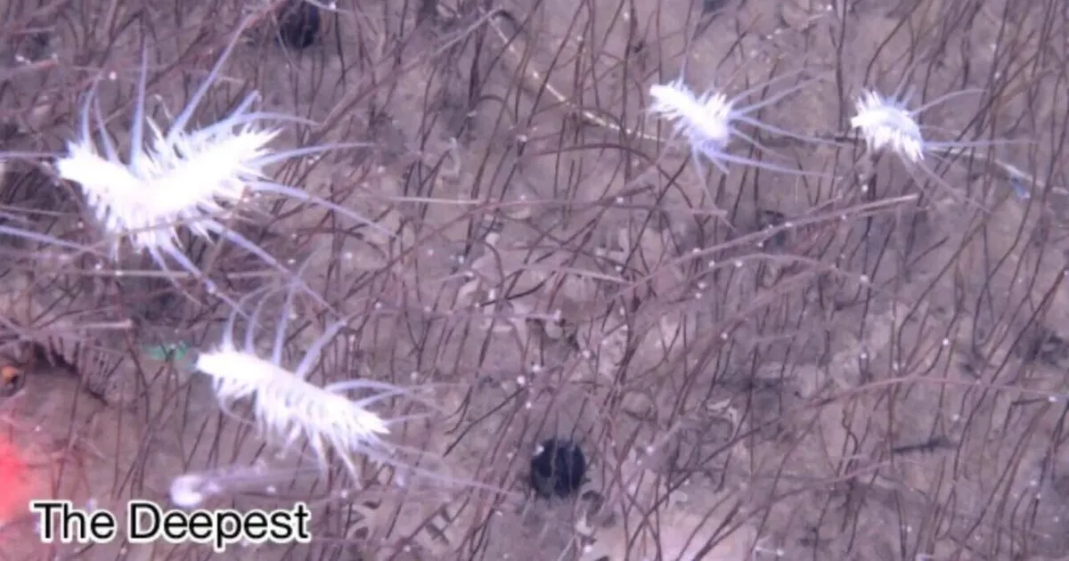 Süvaookeanist leiti tulnukalaadsed elusorganismid