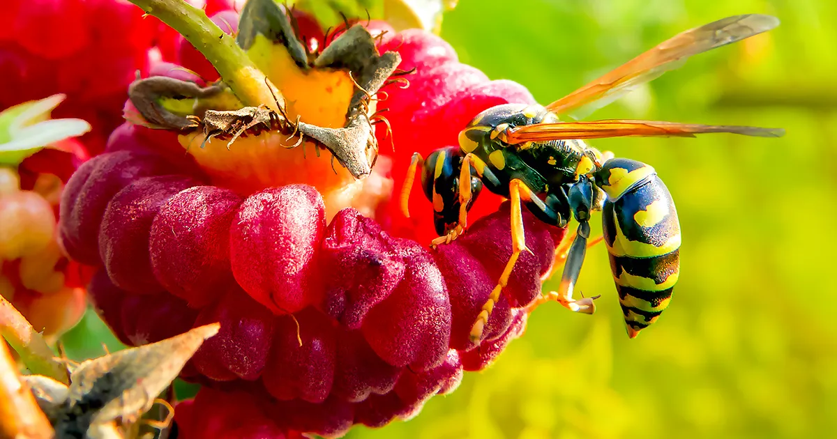 VIDEOD ⟩ Kõik vihkavad herilasi. Aga nad päästavad maailma