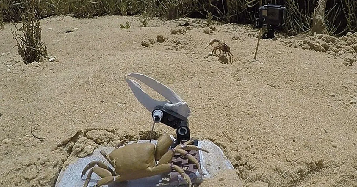 Teadlased panid roboti krabide keelt rääkima – vaata, millest see rääkis