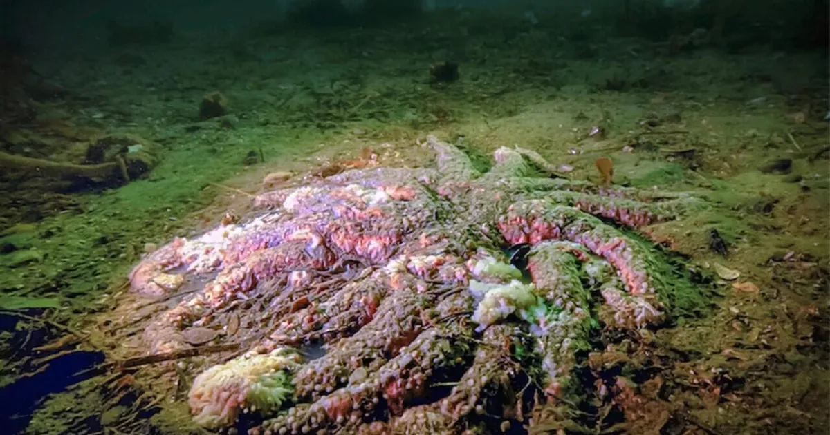 Surm meresügavuses – teadlased said just jaole, kes tappis miljardeid neid mereloomi