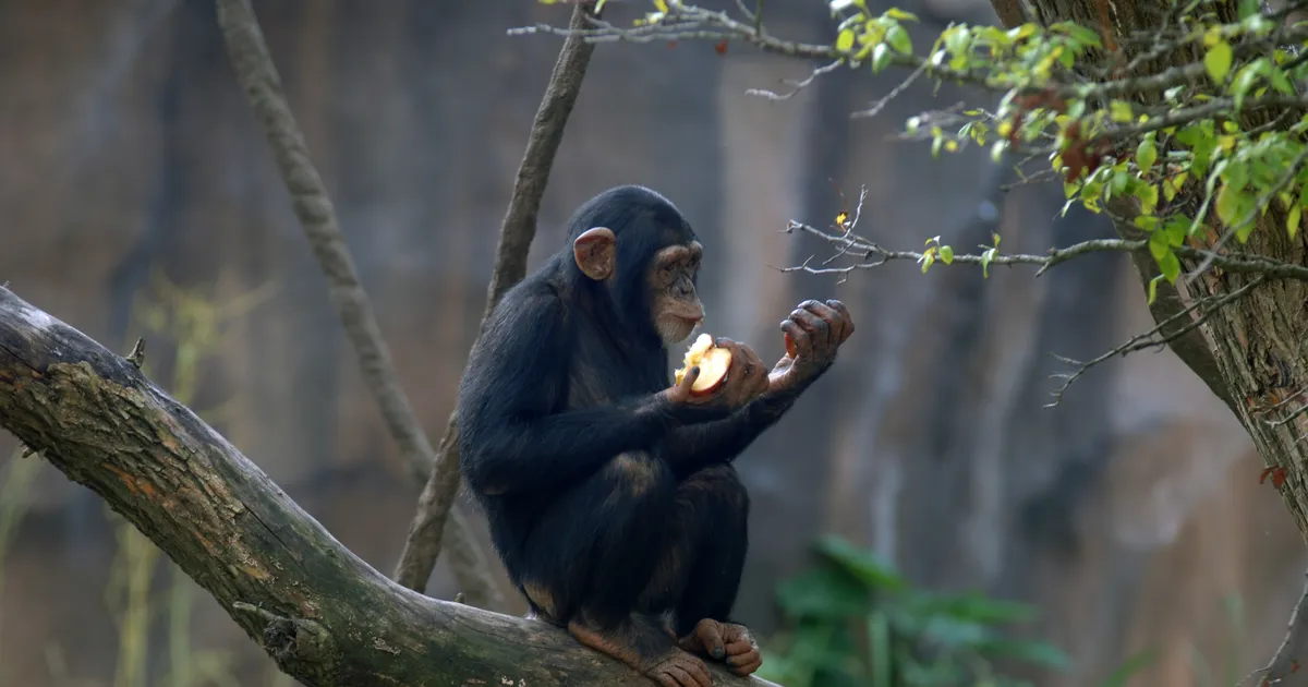 VIDEOD ⟩ Kuidas meie ahvidest esivanemad võivad olla süüdi sinu veinilembuses