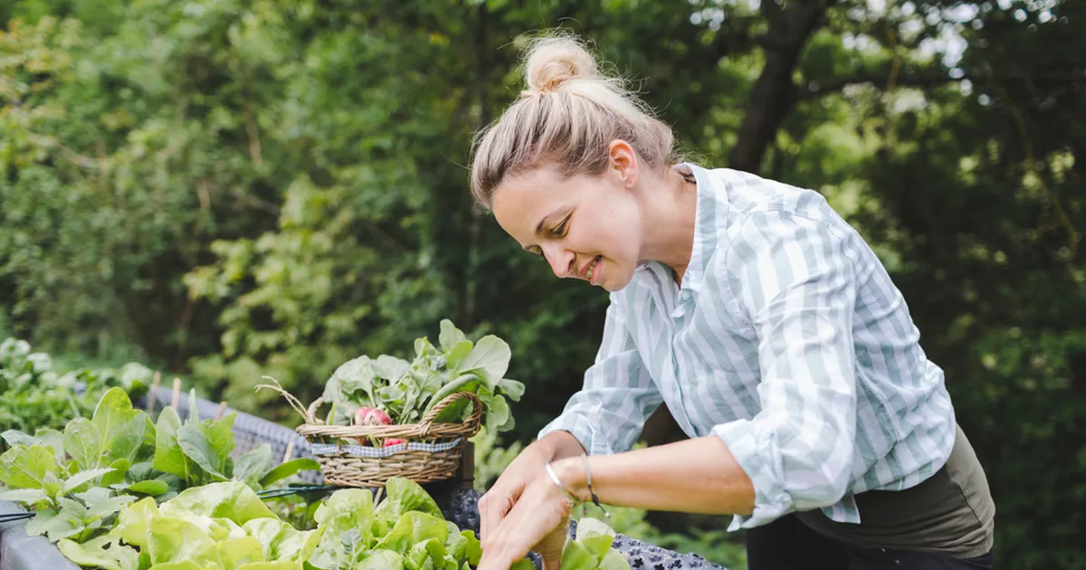 TÕHUS KAITSEMÜÜR ⟩ Köögikapis leiduv vürts hoiab kahjurid peenrast eemal