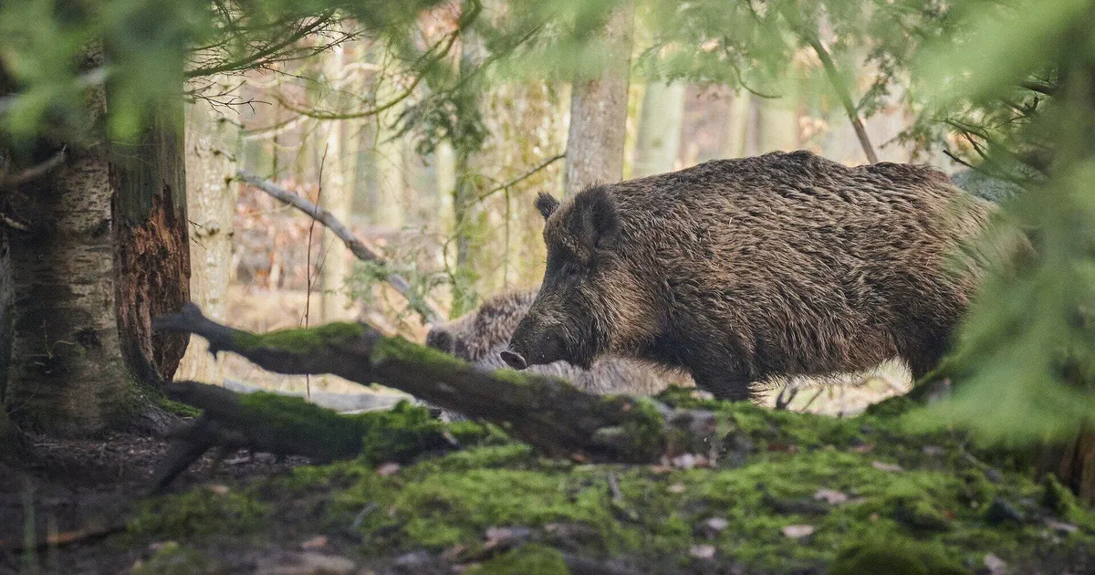 Närilisi mürgitades on Californias liiale mindud – metsigade liha on siniseks tõmbunud