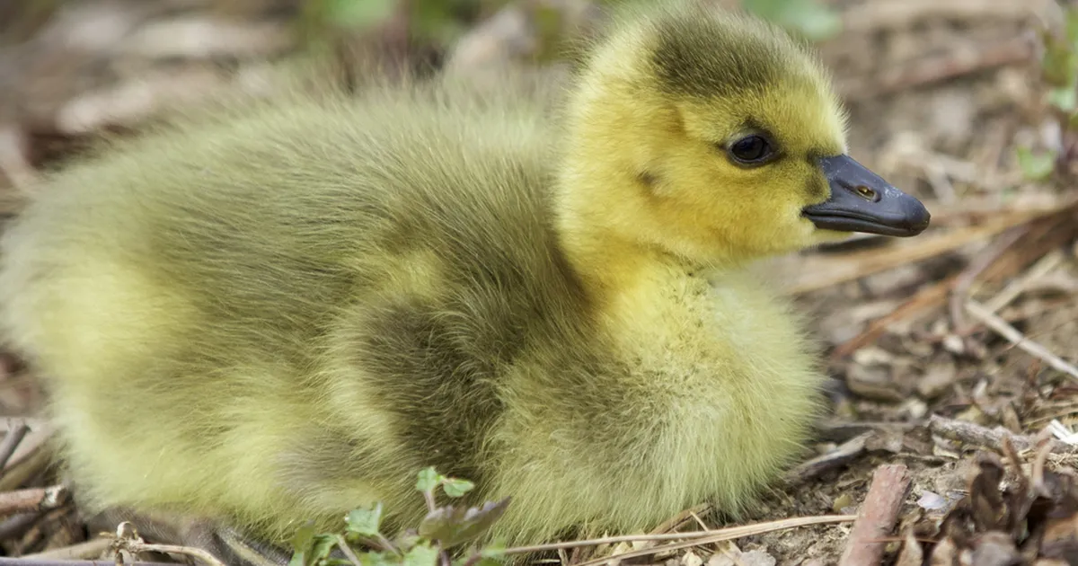 Hüljatud hanepoeg leidis endale uue perekonna: ta püüab olla nagu nemad