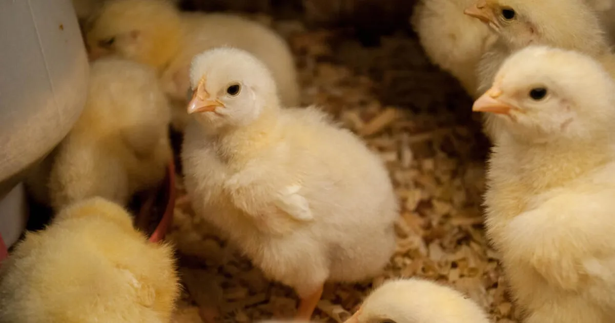 Naine kuulis puhkuselt tulles köögist valju säutsumist: arvasin, et mul on luulud