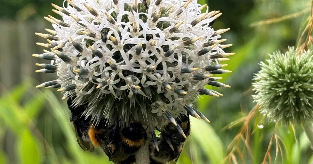 NÄDALA AED ⟩ Too aeda elu!