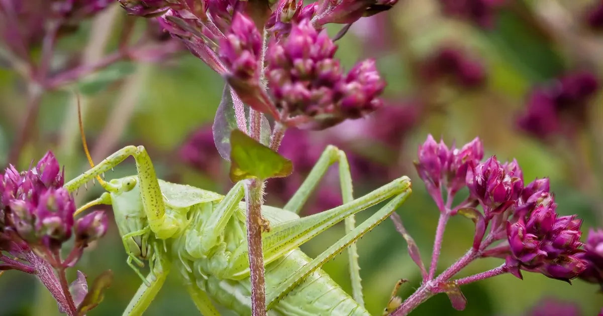 LOODUSFOTO ⟩ Lauluritsikas häälitseb tiibadega ja kuuleb jalgadega