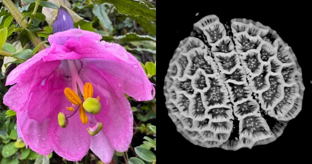 18. tuhande taime õietolmuterad said digiteeritud – mis edasi saama hakkab?