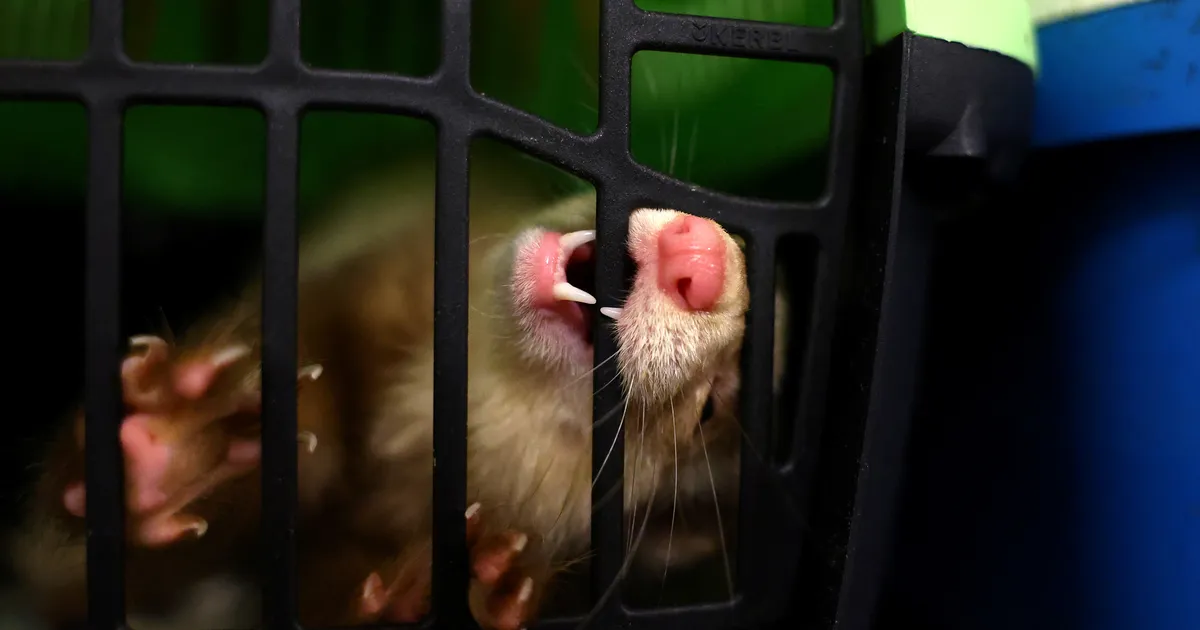 Rottidest kubisevas Brüsselis tahetakse tuhkrud tänavatele lasta