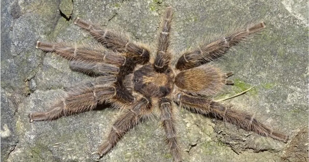 Naistele kingivad mehed lilli – nüüd leiti, mida teevad isasämblikud, et emane neid ära ei sööks