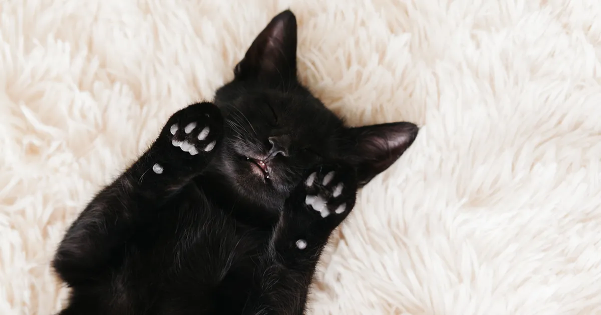 TORE VIDEO ⟩ Kuumalainest otse pehmele padjale – tänavakass leidis endale paradiisi