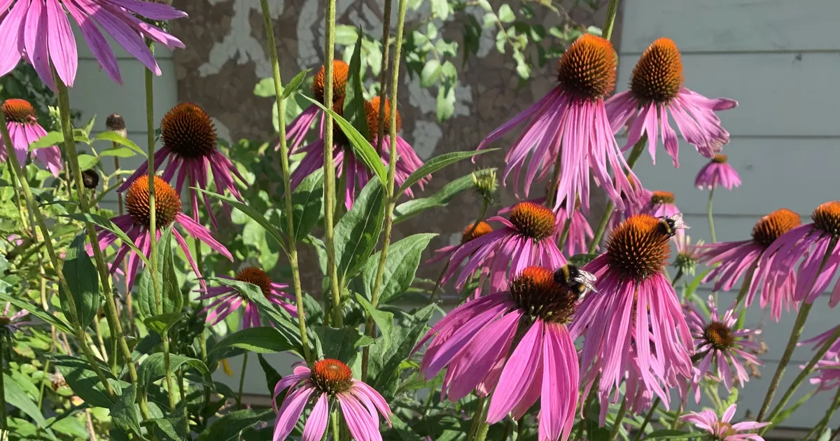 Looduskalender ⟩ Hein peaks rukkimaarjapäevaks tehtud olema