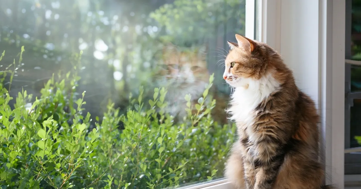 Kas lased kassi õue või hoiad teda toas? Mõlemal valikul on oma hind