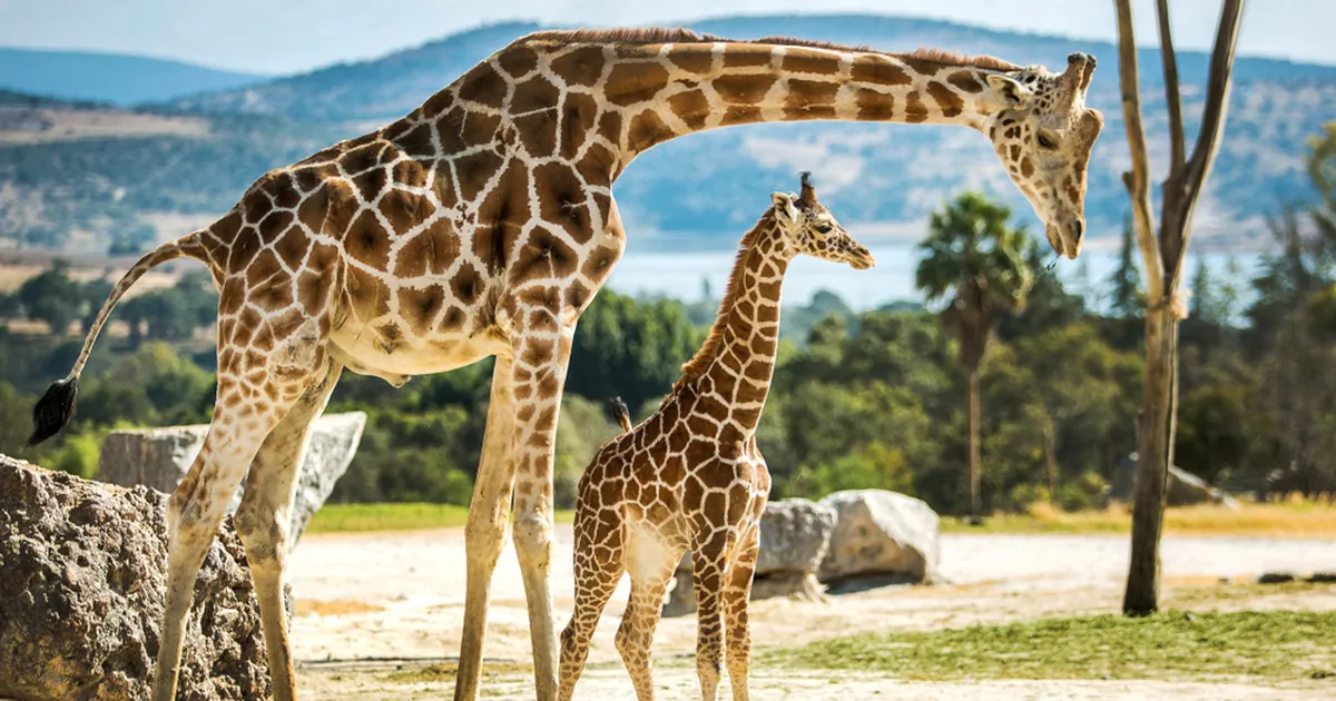 VIDEO ⟩ Austraalia loomaaias lasi kaelkirjakupoeg ennast ligi 20 aastat oodata