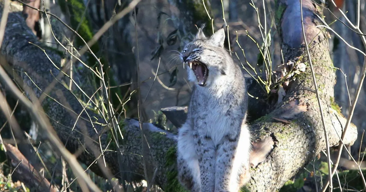 Video ⟩ Metskass jäi koduhoovi lõksu