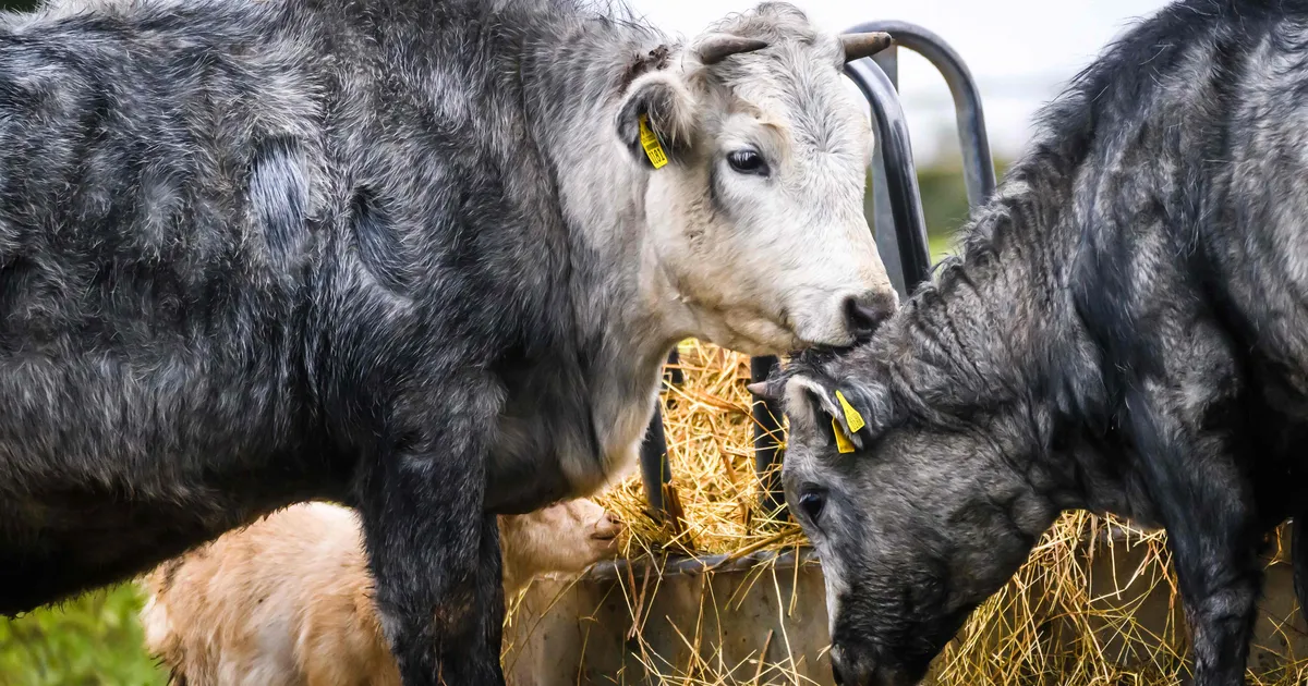 Toetuste maksmise kiuste kipub Läti ainulaadne sinine lehm karjamaadelt kaduma