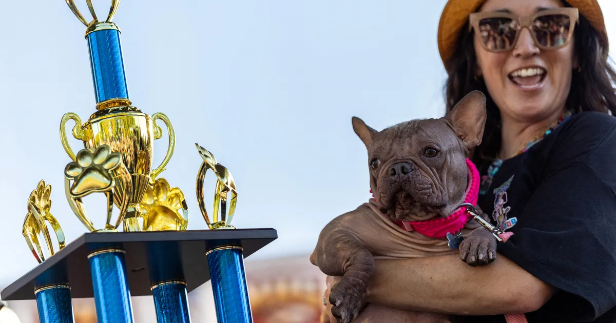 VAATA ⟩ Maailma koledaim koer on selgunud!