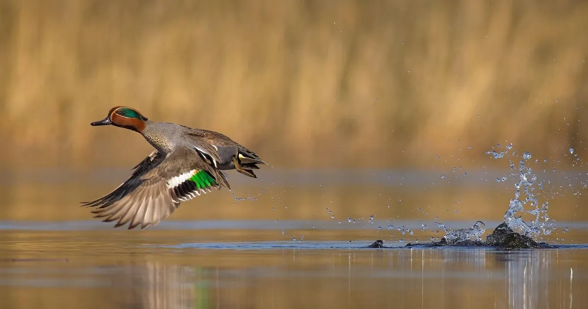 Piilpart naaseb pärast kuivendatud alal veerežiimi taastamist