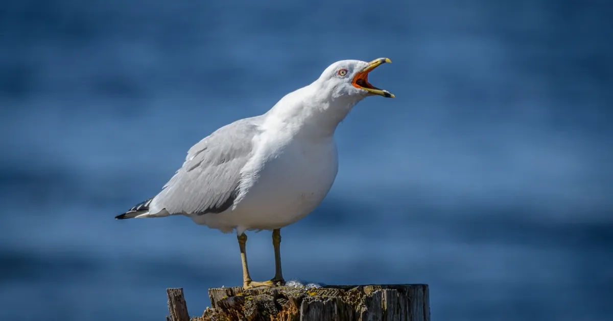 «Tiivuline sõdalane»: ulakas kajakas terroriseerib linna