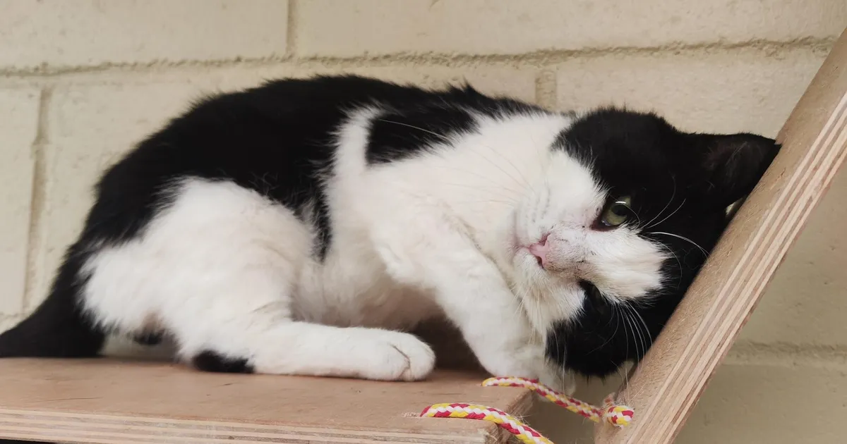 Koduotsija ⟩ Don Pedro ootab lotovõidu asemel kodu