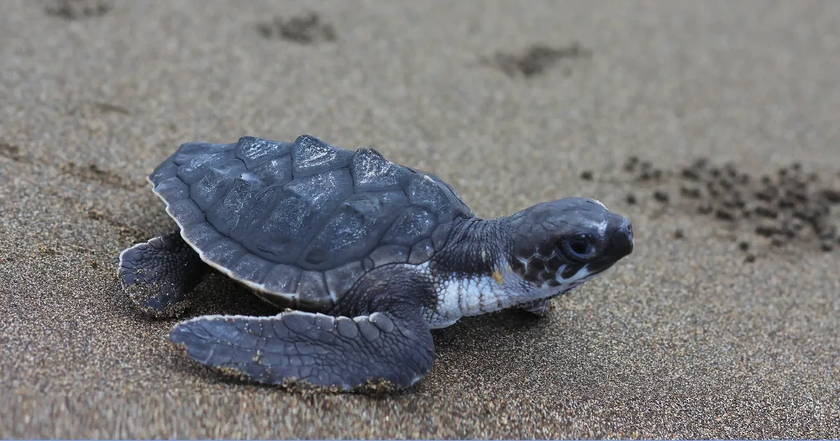 VIDEO ⟩ Hõiskav rahvahulk saatis haruldase merikilpkonna tagasi ookeani